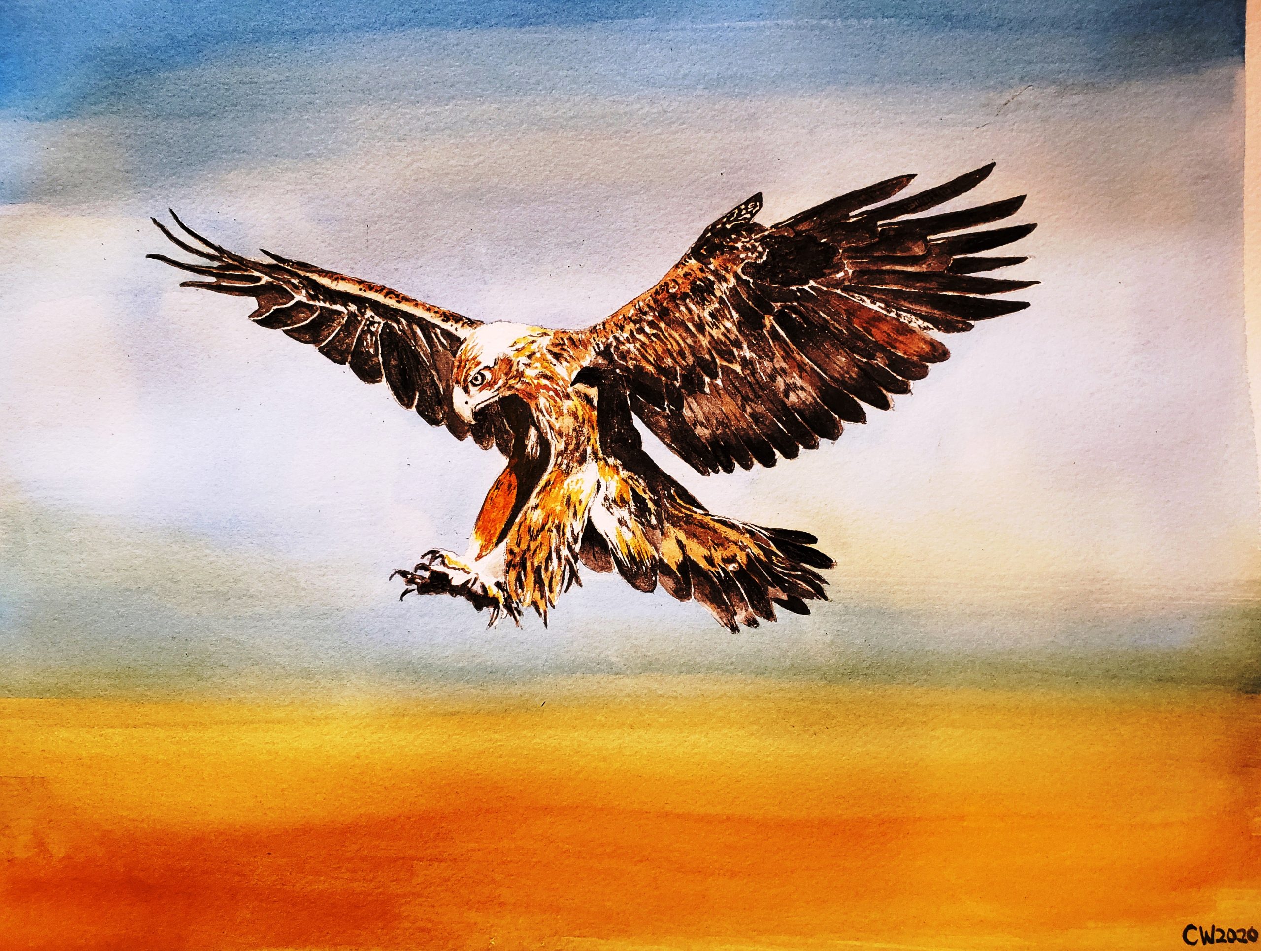Eagle in Flight 13 x 19